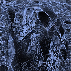 Oncology